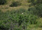 Daurische klauwier (Issabelines shrike) Lanius Isabellinus - Khogno Khan 11-08-2016 (2)